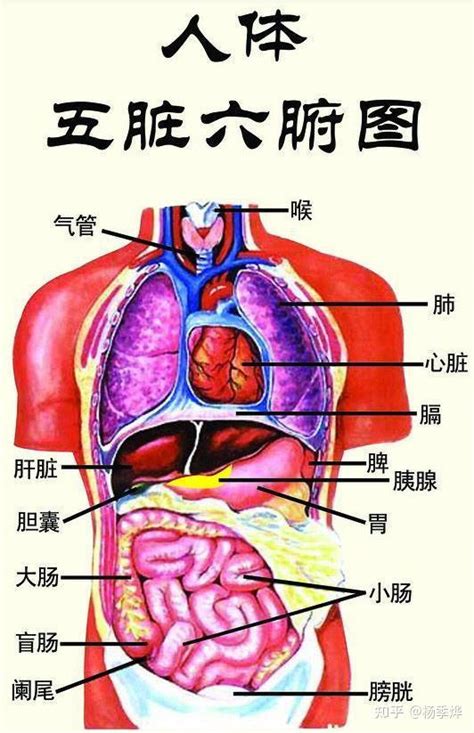 人身體部位|人体器官分布图